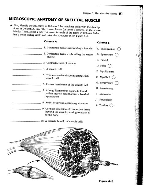 Pdf Anatomy Of Muscle Tissue Worksheet Murrieta Valley Muscle Anatomy Worksheet - Muscle Anatomy Worksheet