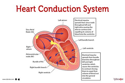 Pdf Anatomy What Is The Conduction System The Cardiac Conduction Worksheet Answers - Cardiac Conduction Worksheet Answers