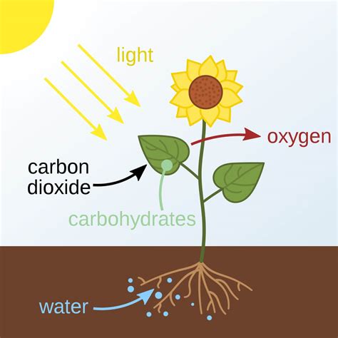 Pdf And The Carbon Cycle Photosynthesis 1 Cambridge Carbon Cycle Comprehension Worksheet Answers - Carbon Cycle Comprehension Worksheet Answers