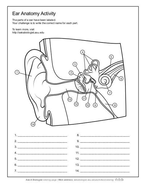 Pdf Ask A Biologist Ear Anatomy Worksheet Activity Human Ear Worksheet - Human Ear Worksheet