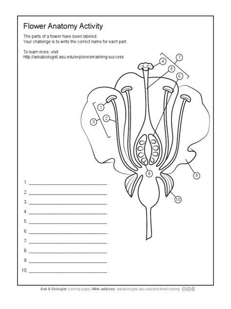 Pdf Ask A Biologist Flower Anatomy Worksheet Activity Structure Of A Flower Worksheet Answers - Structure Of A Flower Worksheet Answers