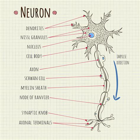 Pdf Ask A Biologist Neuron Anatomy Worksheet Activity Neurons 5th Grade Worksheet - Neurons 5th Grade Worksheet