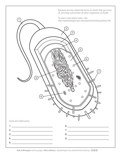 Pdf Bacterial Cell Worksheet Ask A Biologist Bacterial Cell Worksheet Answers - Bacterial Cell Worksheet Answers
