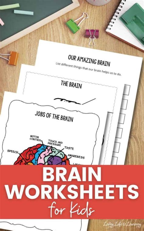 Pdf Being Brainy Activity Pack Structure Of The Brain Worksheet Answers - Structure Of The Brain Worksheet Answers