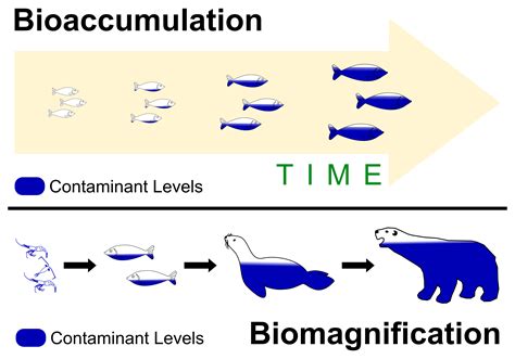 Pdf Biomagnification And Bioaccumulation Weebly Biomagnification Worksheet Answers - Biomagnification Worksheet Answers