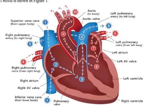 Pdf Blood Flow In The Heart 1 Blood Blood Flow Worksheet Answers - Blood Flow Worksheet Answers