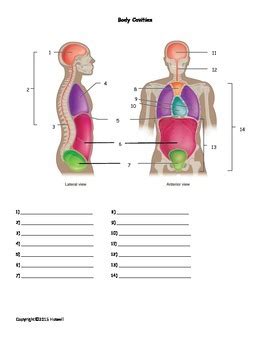Pdf Body Cavity Worksheet Murrieta K12 Ca Us Body Cavity Worksheet - Body Cavity Worksheet