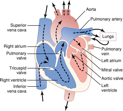 Pdf Cardiac Blood Flow A Circulatory Story Anatomy Blood Flow Worksheet Answers - Blood Flow Worksheet Answers