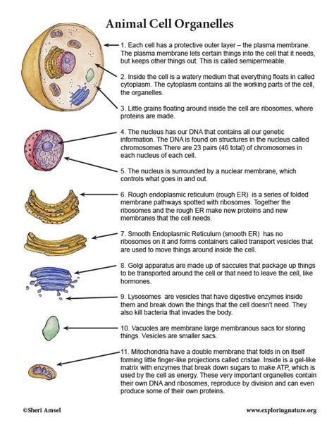 Pdf Cell And Organelles All About Cells Worksheet Answers - All About Cells Worksheet Answers