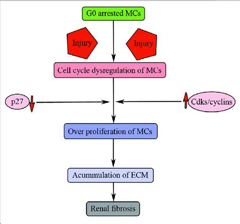 Pdf  Cell Cycle Dysregulation And Renal Fibrosis - Naga Mas Hk 27 Nov 2021