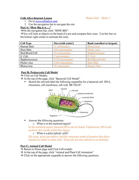 Pdf Cells Alive Going Offline Bacterial Cell Worksheet Answers - Bacterial Cell Worksheet Answers