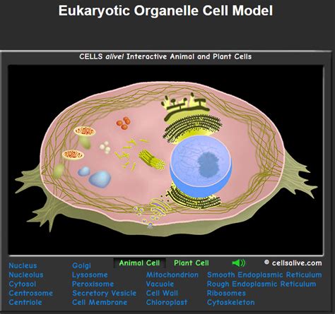 Pdf Cells Alive Rcsdk12 Org Cell Alive Worksheet - Cell Alive Worksheet