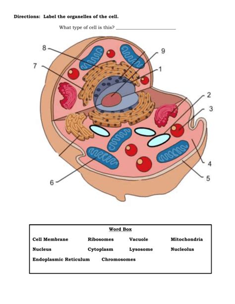 Pdf Cells Amp Organelles Name Directions Match The Labeling Cell Organelles Worksheet - Labeling Cell Organelles Worksheet