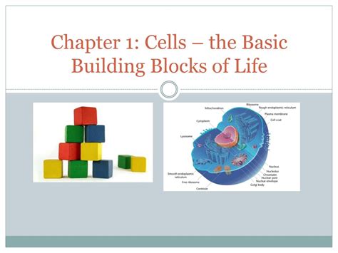 Pdf Cells Building Blocks Of Living Things Super The Cell Worksheet - The Cell Worksheet