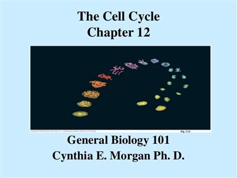 Pdf Chapter 12 The Cell Cycle Weebly Cell Cycle Labeling Worksheet Answers - Cell Cycle Labeling Worksheet Answers
