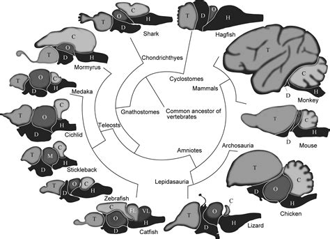 Pdf Chapter 14 Comparing Vertebrate Brains Springer Comparing Vertebrates And Invertebrates - Comparing Vertebrates And Invertebrates