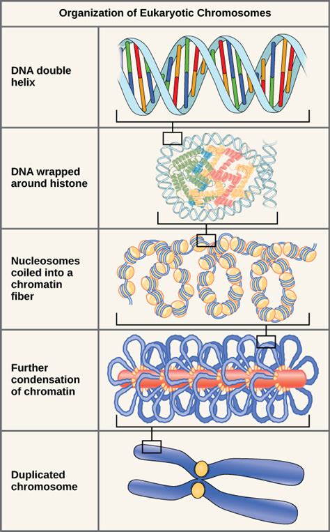 Pdf Chromosome Genes And Dna Springwell Leeds Academy Chromosome Matching Worksheet - Chromosome Matching Worksheet