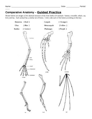 Pdf Comparative Anatomy Guided Practice Denton Isd Comparative Anatomy Worksheet - Comparative Anatomy Worksheet