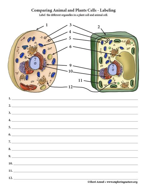 Pdf Comparing Plant And Animal Cells Commack Schools Plant Cells Vs Animal Cells Worksheet - Plant Cells Vs Animal Cells Worksheet