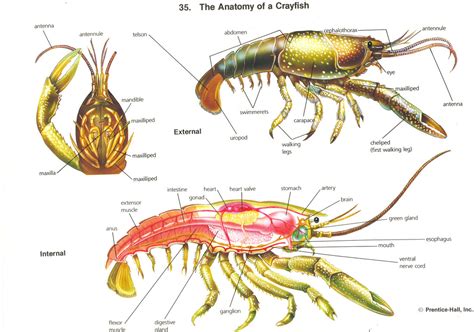 Pdf Crayfish Dissection Seeds To Success Crayfish Worksheet Answers - Crayfish Worksheet Answers