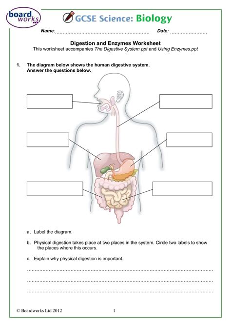 Pdf Digestion And Enzymes Worksheet Boost Education The Human Digestive System Worksheet Answers - The Human Digestive System Worksheet Answers