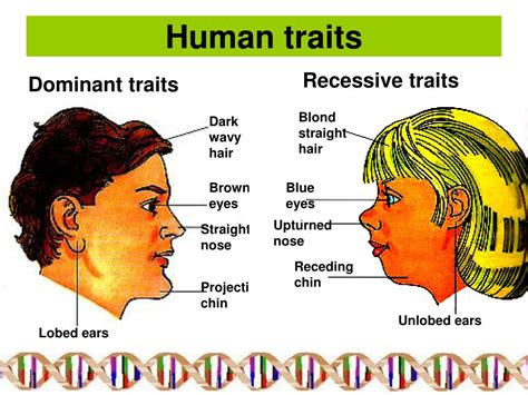 Pdf Exploring Human Traits Genetic Variation University Of Human Genetic Traits Worksheet - Human Genetic Traits Worksheet