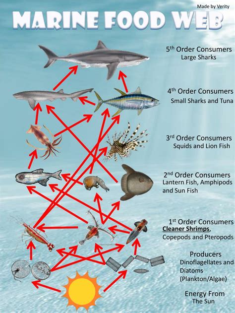Pdf Game Marine Food Web Csiro Au Marine Ecosystems Worksheet - Marine Ecosystems Worksheet