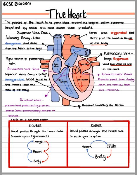 Pdf Gcse Review 1 The Heart Amp Cardiovascular The Heart And Circulatory System Worksheet - The Heart And Circulatory System Worksheet
