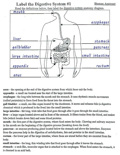 Pdf Grades 6 To 8 Digestive System Kidshealth The Human Digestive System Worksheet Answers - The Human Digestive System Worksheet Answers