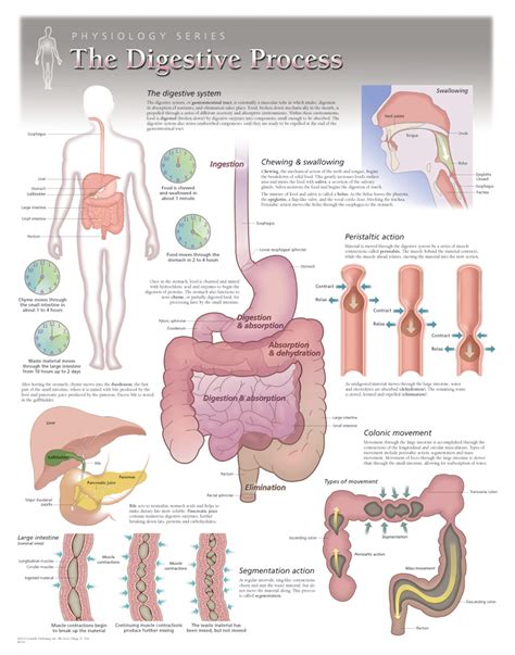 Pdf Human Physiology The Gastrointestinal System Saylor Academy The Human Digestive Tract Worksheet - The Human Digestive Tract Worksheet