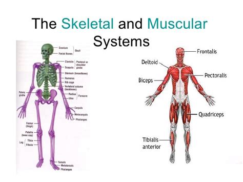 Pdf Human Skeletal And Muscular System Exam Review The Human Skeletal System Worksheet Answers - The Human Skeletal System Worksheet Answers