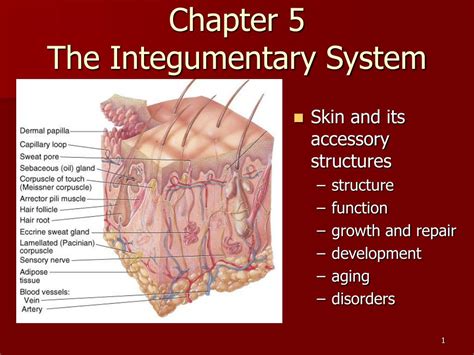 Pdf Integumentary System University Of Cincinnati Integumentary System Coloring Page - Integumentary System Coloring Page