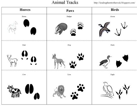 Pdf Introduction To Animal Tracks Lesson Plan Estuary Traces Of Tracks Worksheet Answers - Traces Of Tracks Worksheet Answers
