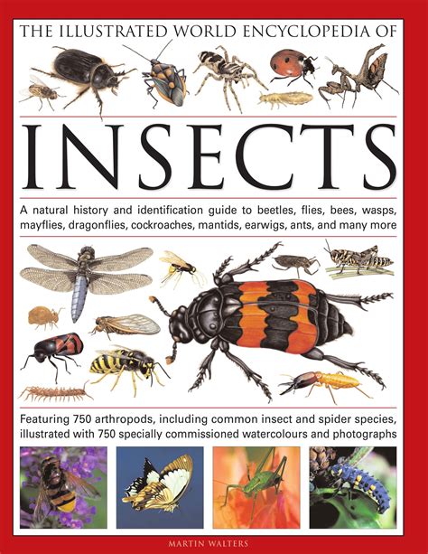 Pdf Introduction To Insects Pennsylvania State University Parts Of An Insect - Parts Of An Insect