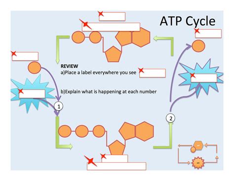 Pdf Key Cells Energy With Atp Model Activity Cell Energy Atp Worksheet Answers - Cell Energy Atp Worksheet Answers