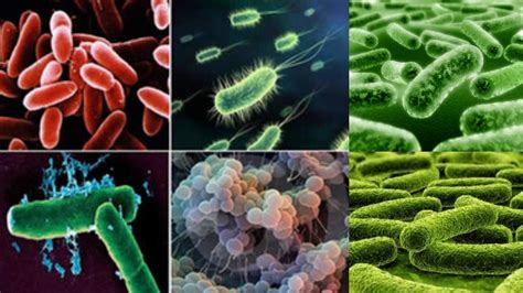 Pdf Kingdom Monera Sd41blogs Ca Bacteria Typical Monerans Worksheet Answers - Bacteria Typical Monerans Worksheet Answers
