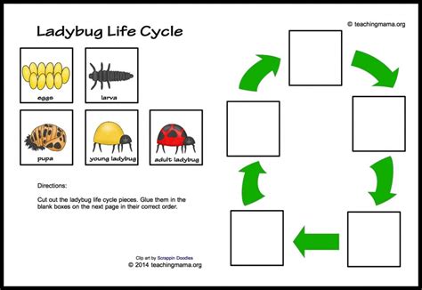 Pdf Ladybug Life Cycle Teaching Mama Ladybug Life Cycle Printables - Ladybug Life Cycle Printables