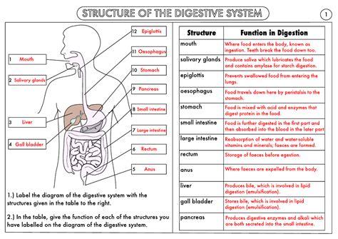 Pdf Lesson Biology Food And One Digestion Nutrition And Digestion Worksheet - Nutrition And Digestion Worksheet