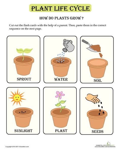 Pdf Lessons To Grow By Plant Parts Kidsgardening Steps To Planting A Seed Worksheet - Steps To Planting A Seed Worksheet