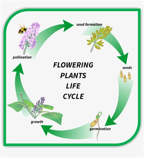 Pdf Life Cycle Of A Flowering Plant Scholastic Life Cycle Of A Plant Booklet - Life Cycle Of A Plant Booklet