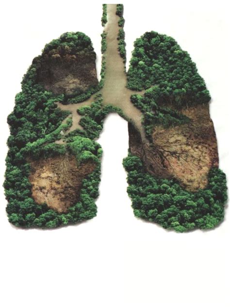Pdf Lungs Of The Planet Colorado Springs School Lungs Of The Planet Worksheet - Lungs Of The Planet Worksheet