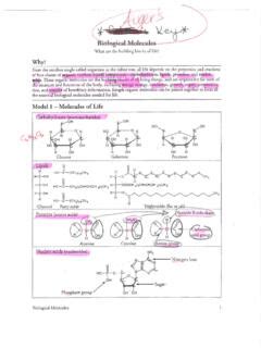 Pdf Molecules Of Life Pogiil Answers Central Bucks Biological Molecules Worksheet Answer Key - Biological Molecules Worksheet Answer Key