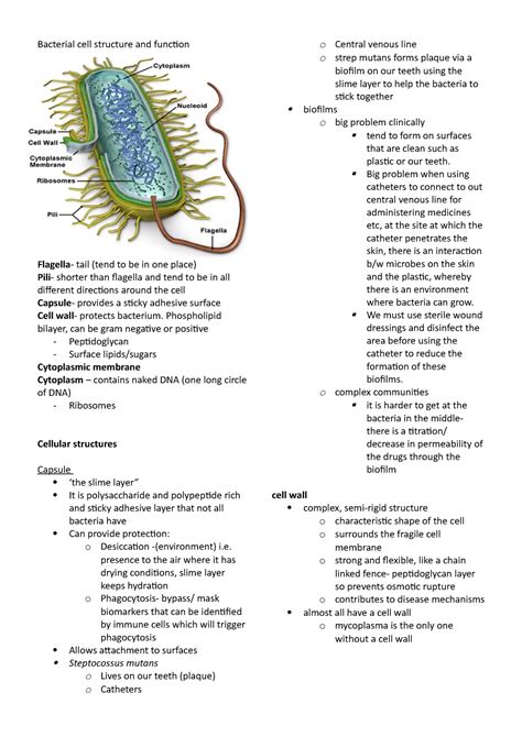 Pdf Name Date Bacterial Anatomy And Reproduction Pc Bacteria Typical Monerans Worksheet Answers - Bacteria Typical Monerans Worksheet Answers