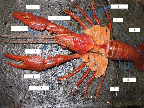 Pdf Name Dissection 101 Crayfish Pbs Learningmedia Crayfish Worksheet Answers - Crayfish Worksheet Answers