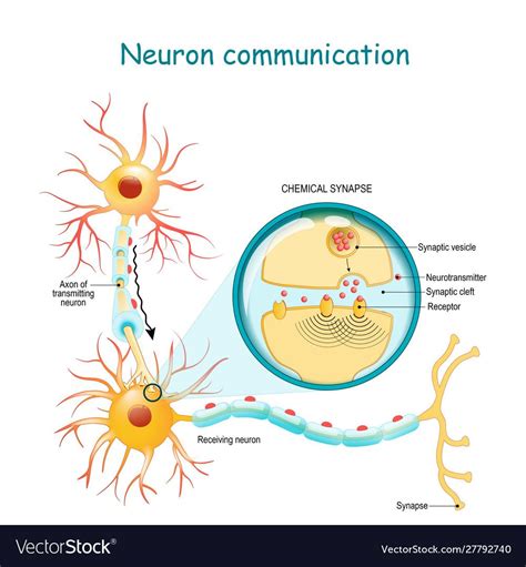 Pdf Nerve Cell Communication University Of Rochester Medical Cell Communication Worksheet Answers - Cell Communication Worksheet Answers
