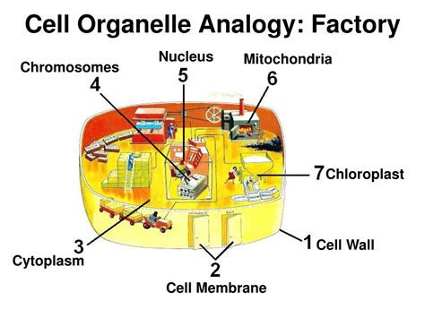 Pdf Organelle Function Factory Part Weebly Cell And Factory Worksheet - Cell And Factory Worksheet