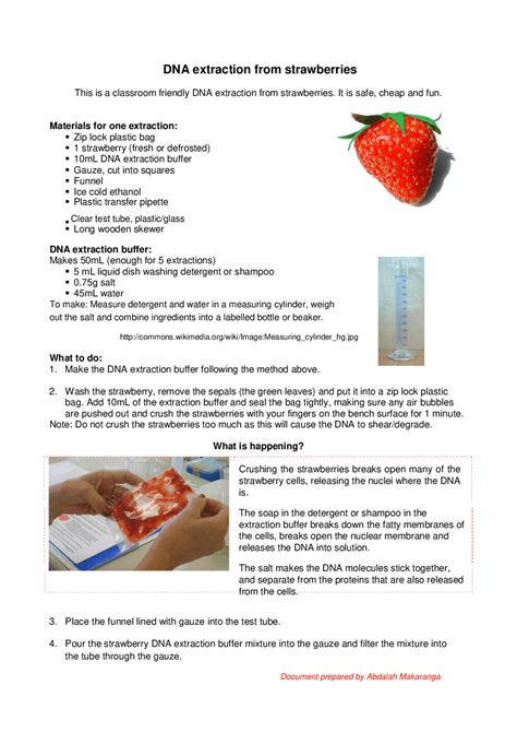 Pdf Part 1 Strawberry Dna Extraction Lab University Strawberry Dna Extraction Worksheet - Strawberry Dna Extraction Worksheet