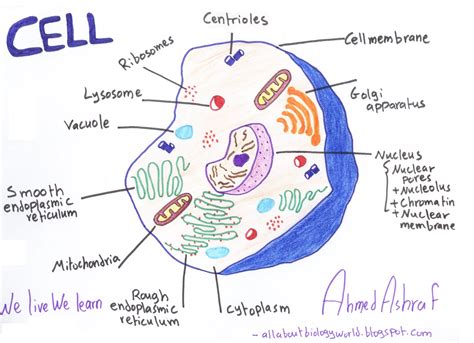 Pdf Parts Of A Cell Ask A Biologist Parts Of The Cell Worksheet - Parts Of The Cell Worksheet