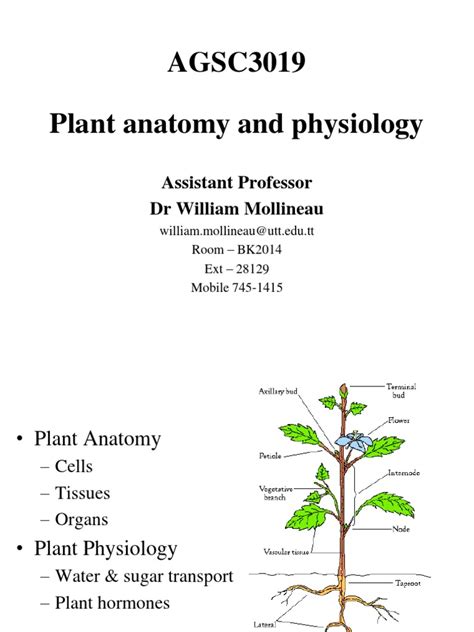 Pdf Plant Anatomy Cornell University Plant Anatomy Worksheet - Plant Anatomy Worksheet