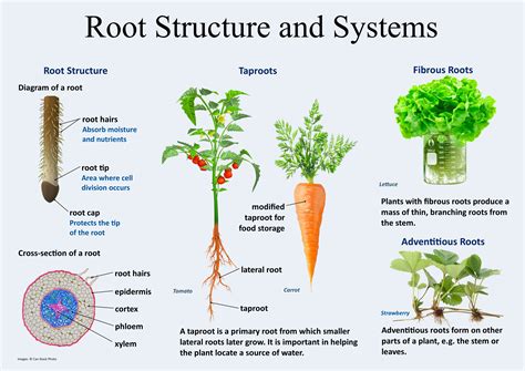 Pdf Plant Parts Roots Kidsgardening Structure Of A Root Worksheet - Structure Of A Root Worksheet